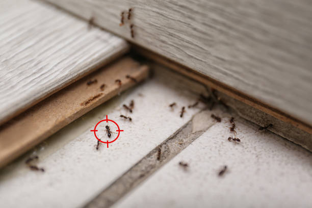 Best Bed Bug Extermination  in Baker, MT